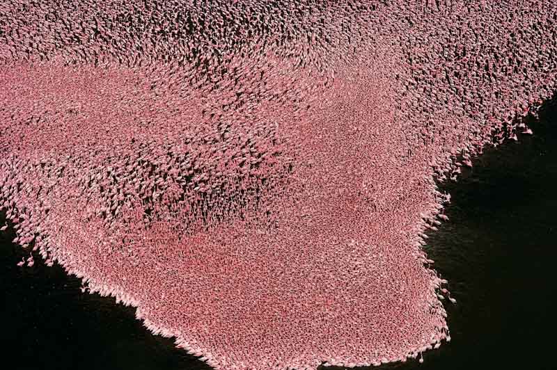Flamants roses sur le lac Nakuru, Kenya © Yann Arthus-Bertrand / Altitude