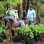 Femmes travaillant dans la pépinière © Ishpingo