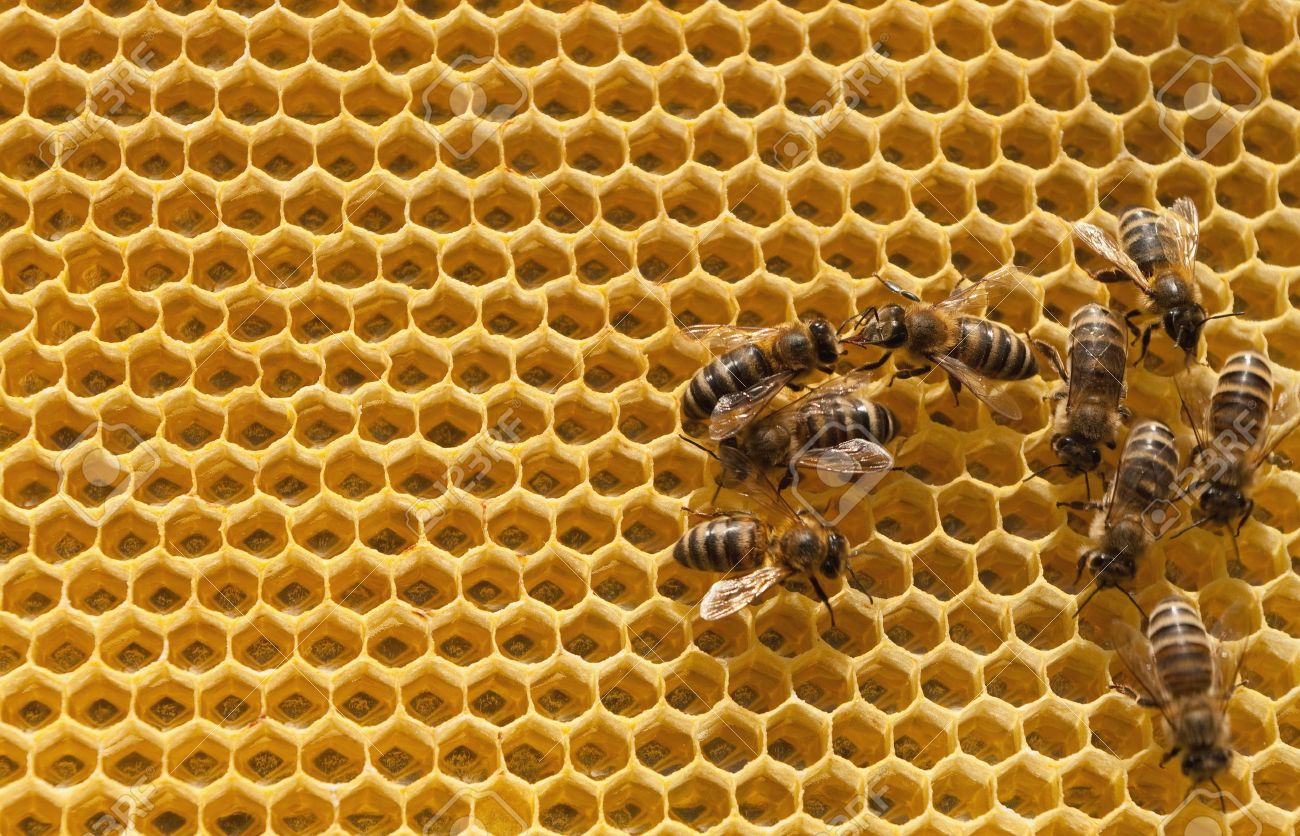 Ruche avec abeille