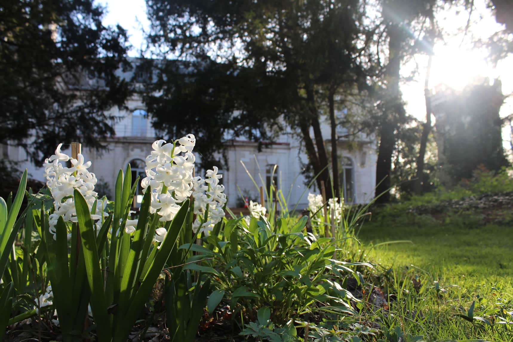 Clairière et fleurs (c) Aline Masmonteil