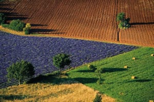 Photo de champ de lavande © Yann Arthus-Bertrand