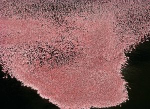 Flamants roses sur le lac Nakuru, Kenya (0°19’ S - 36°06’ E). © Yann Arthus-Bertrand