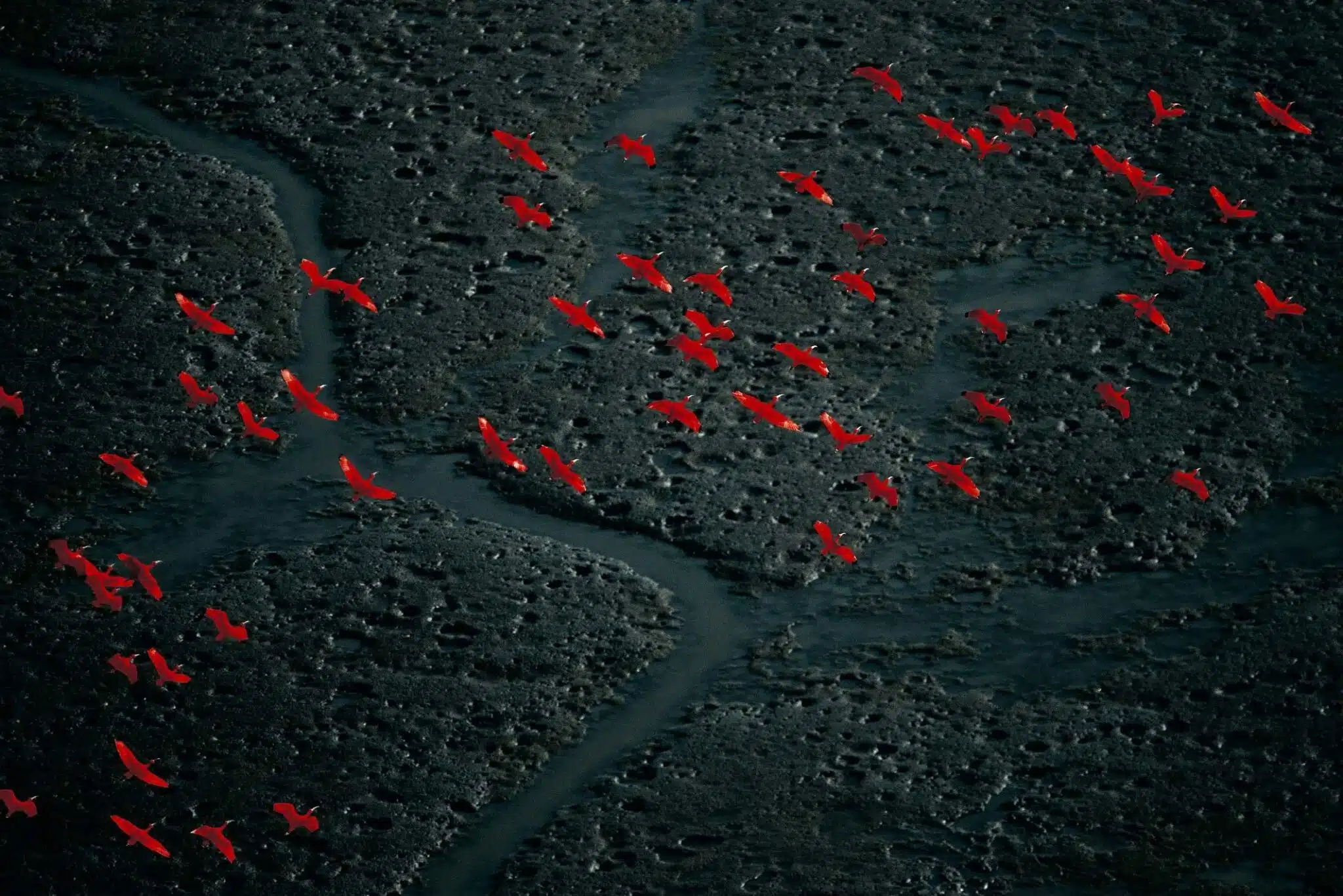 Vol d’ibis rouges près de Pedernales, delta Amacuro, Venezuela (9°57’ N – 62°21’ O). © Yann Arthus-Bertrand