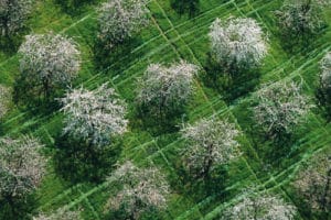 Cerisiers en fleurs dans les monts du Lyonnais, Rhône - © Yann Arthus-Bertrand