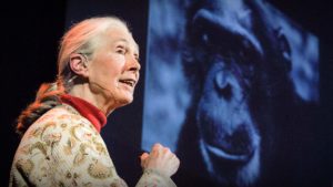 Témoignage de Jane Goodall à Fondation GoodPlanet Domaine de Longchamp - Photo TED