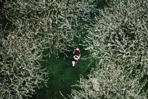 Vache laitière (Bos taurus) sous les cerisiers, Rhône, France © Yann Arthus-Bertrand