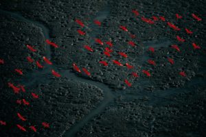 vols-dibis-rouge-copyright-yannarthusbertrand