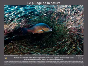 Poster Biodiversité GoodPlanet