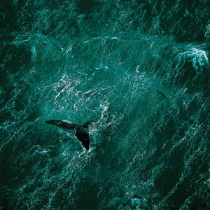 Baleine au large de la péninsule de Valdés, Argentine (42°23’ S - 64°29’ O). © Yann Arthus-Bertrand