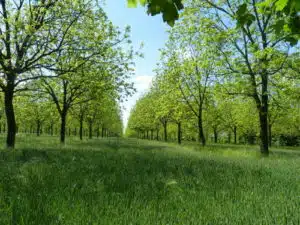 Charentes © Association Française d'Agroforesterie