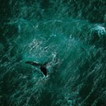 Baleine au large de la péninsule de Valdés, Argentine. © Yann Arthus-Bertrand