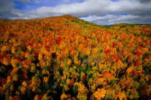Forêt d’automne dans la région de Charlevoix Québec Canada (c) Yann Arthus Bertrand - Préservation biodiversité
