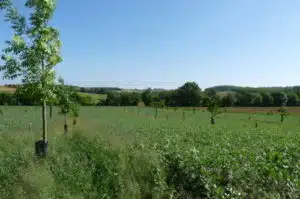 Parcelle Agroforestière (c) Association Française d'Agroforesterie