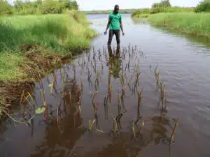 Pépinière paletuviers à Adounko (c) Benin Ecotourism Concern