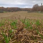 Méteil sur chaumes de Céréalesé à la Ferme pilote de Michel Delmas (c) Association Française d'Agroforesterie