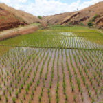Culture en SRI (c) Agrisud International
