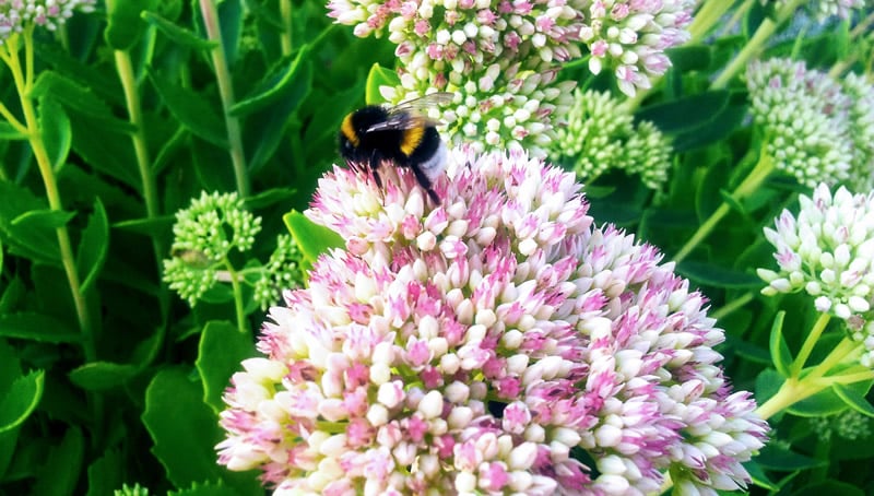 bumblebee on flower © Steeve Bois