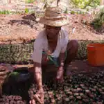 Femme travaillant en pépinière (c) Agrisud International