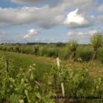 Trogne de saule à Saint-Emilion (c) Association Française d'Agroforesterie