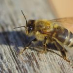 abeille