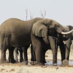 Projet de cohabitation Homme / Elephants au Botswana