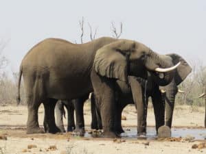 Projet de cohabitation Homme / Elephants au Botswana
