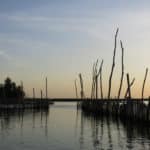 mangrove benin carre