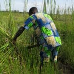 benin ecobenin mangrove carre acs