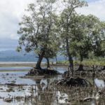 Détails des racines de mangroves à marée basse, Bahoi-Indonésie carre ACS