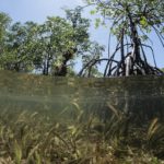 Herbiers marins et mangroves le long des côtes de Bahoi-Indonésie carre ACS