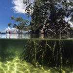 Mangroves du village de Bahoi-Indonésie carre ACS