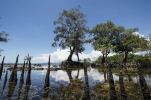 Mangroves du village de Bahoi-Indonésie (3) carre ACS