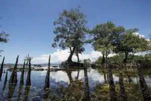 Mangroves du village de Bahoi-Indonésie (3) carre ACS