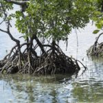 Mangroves du village de Bahoi-Indonésie (4) carre ACS