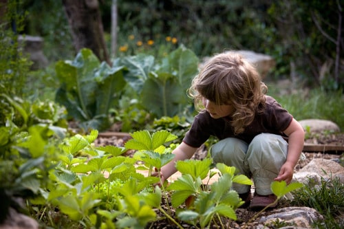 colibris-oasis-spanky-few_carre_domaine