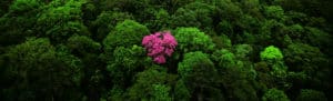 Ebéne rose sur la montagne de Kaw, Guyane (4°30'N - 52°00'O) © Yann Arthus-Bertrand