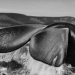 photo extraite de l'exposition Genesis © sebastiao salgado