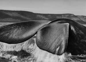 photo extraite de l'exposition Genesis © sebastiao salgado