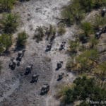 Elephants dans le Delta de l'Okavango au Botswana - photo © Yann Arthus-Bertrand