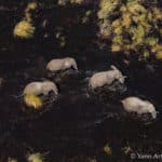 Elephants dans le Delta de l'Okavango au Botswana - photo © Yann Arthus-Bertrand