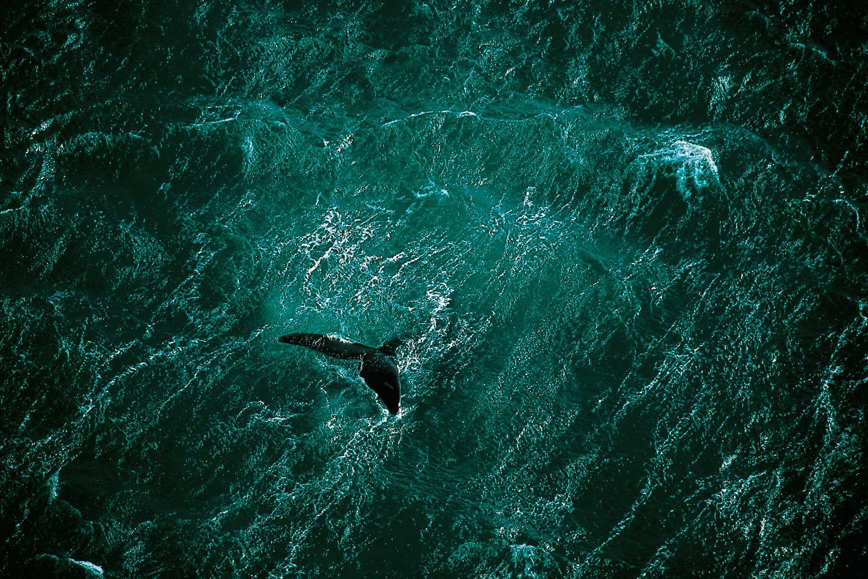 YAB_Baleine-Argentine_paralaxe-copyright-Yann-Arthus-Bertrand