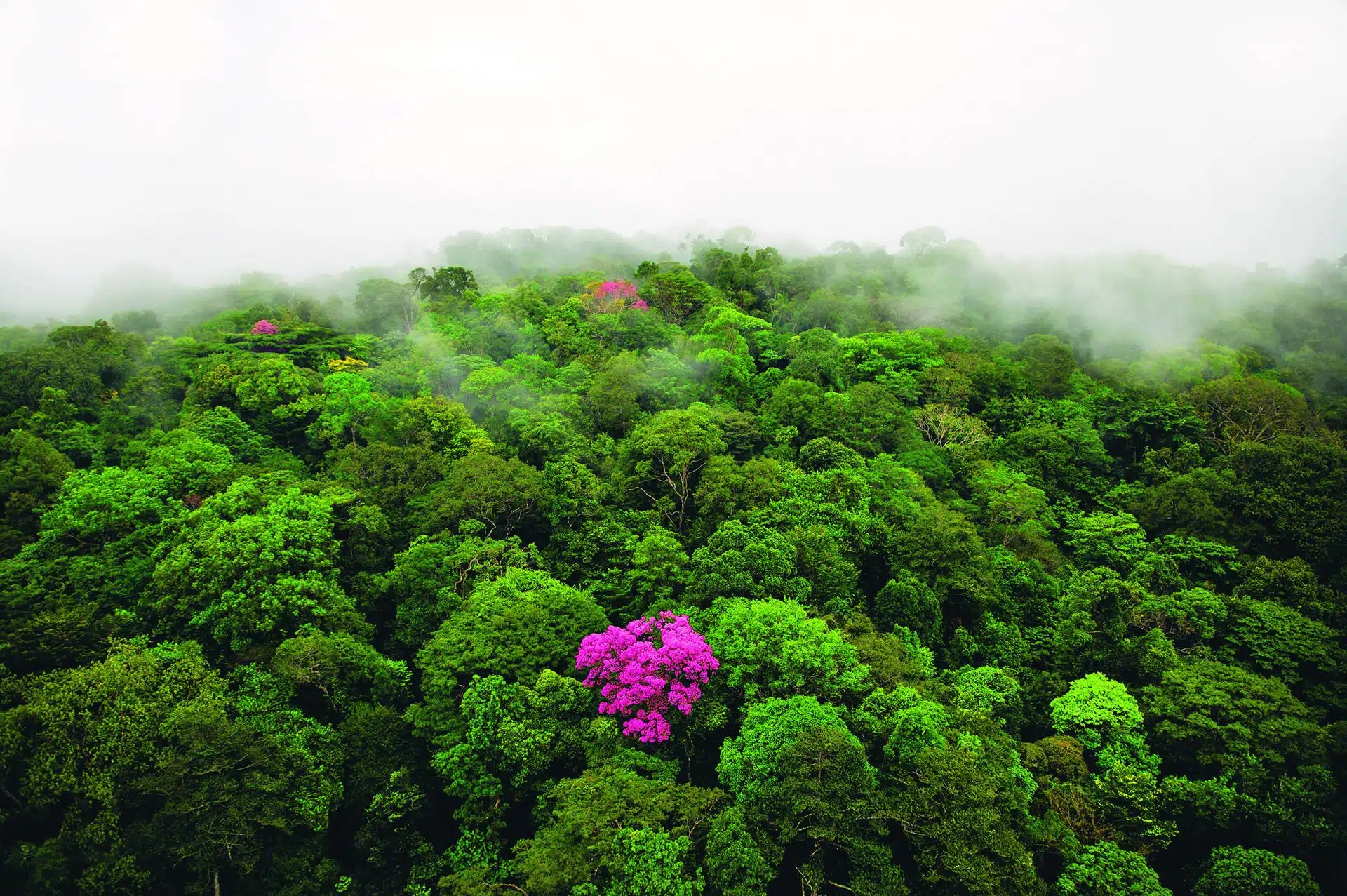 Eben rose © Yann Arthus-Bertrand - engager son entreprise