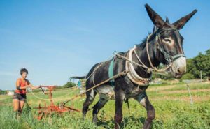 Microferme-agroécologique