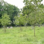 agroforesterie Seine Normandie vaches