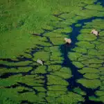 Elephants au Botswana Photo © Yann Arthus-Bertrand issue de 