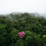 Photo © Yann Arthus-Bertrand issue de 