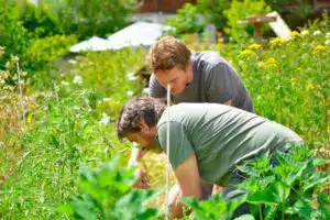 jardiniers agriculture urbaine circuit court