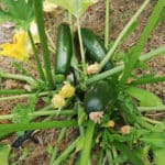 courgettes agriculture urbaine