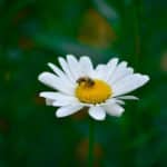 Abeille butinant une marguerite