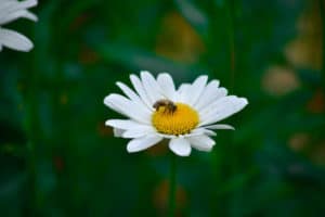 Abeille butinant une marguerite